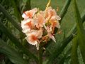 Empress Ginger / Hedychium gardnerianum 